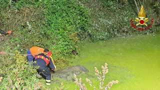 Cavallo cade in un laghetto a Serra San Quirico, salvato dai Vigili del Fuoco